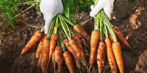 собирать урожай моркови
