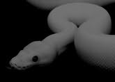 Сонник Белая змея, к чему снятся белые змеи во сне