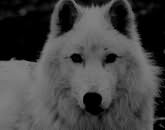 Сонник Белый волк, к чему снятся белые волки во сне