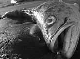 Сонник Рыба мертвая, к чему снится мертвая рыба во сне