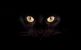 Сонник Черные кошки, к чему снится черная кошка во сне