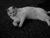 Сонник Белый котенок, к чему снится белый котенок во сне