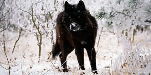 убить черного волка