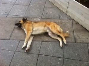 К чему снится умершая собака