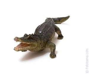 Крокодил в воде по соннику