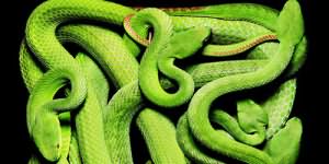убить змею зеленого цвета