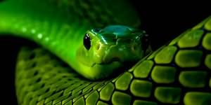 держать в руках зеленую змею