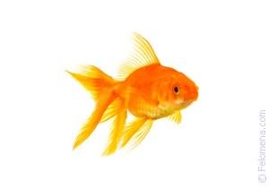 Сонник Золотая рыбка