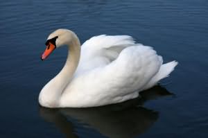Видеть во сне белых лебедей на воде фото